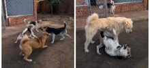 Так выглядит авторитет