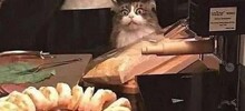 Не ищите здесь смысл. Здесь в основном маразм