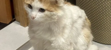 Котик с Донбасса