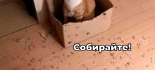 Скрины из соцсетей