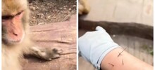 Обезьяна пришла на помощь сотруднице зоопарка