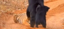 Медведица бросилась на тигра, чтобы защитить детеныша