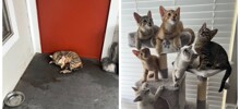Девушка спасла кошку с новорожденными котятами и оставила их всех себе