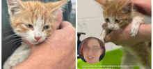 Двухмесячного котёнка выкинули во двор в Питере сразу после покупки