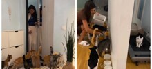 Девушка приютила 17 бездомных кошек