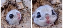 Японский фотограф поймал в кадр самое милое существо на планете
