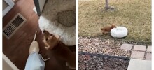 Пёс каждый день выносит свою лежанку во двор