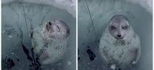 Океанологам повстречалась любопытная нерпа