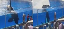 Косатка окатила водой и внесла разнообразие в досуг туристов