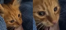 Кот ест бекон со слезами на глазах