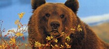 Мужчина выжил в схватке с медведицей