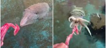 Японец приручил каракатицу