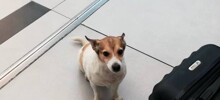 Собака сбежала из переноски во время разгрузки багажа