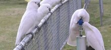 Попугаи научились пользоваться питьевыми фонтанчиками