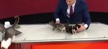 Турецкий телеканал  в прямом эфире раздавал котят