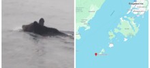 Медведь решился на необычное путешествие по морю