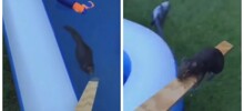 Парень помог изможденной белке выбраться из бассейна