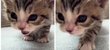 Котёнок "вопросительно" мяукает