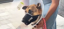 Огромный аллигатор утащил пса в пруд, но он чудом выжил
