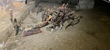 Жуткий гриб вырос в подвале дома в Ленинградской области