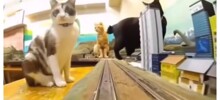 Коты против игрушечного поезда