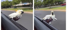 Пернатый любитель скорости