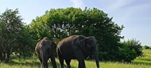 Нескольких слонов встретили у трассы в Саратовской области