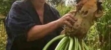 Большая порция улыбатора