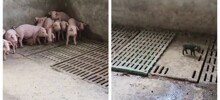 Свиньи боятся чёрного поросёнка