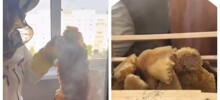 Рой пчел поселился на балконе у жителей Казани
