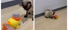 Кот перехитрил кормушку