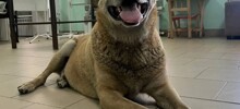 Бездомная собака самостоятельно пришла в ветклинику за помощью