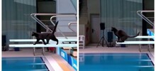 Как могли бы выглядеть соревнования по прыжкам в воду среди кошек