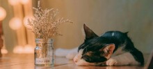 Как и зачем спят кошки: объяснение простыми словами