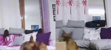 На видео сняли, как собака выживает среди пушистых балбесов