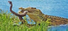 Короткая схватка крокодила и питона