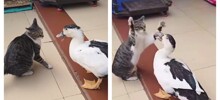 Кошка против утки: забавный поединок двух питомцев