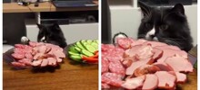 Кот стащил кусок мяса из тарелки