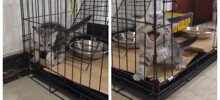 Забавные попытки котёнка выбраться из клетки