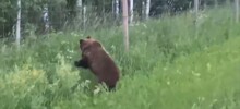 Инспекторы ДПС помогли напуганному медведю вернуться в лес