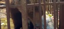 На территории закрывшегося зоопарка обнаружили брошенную медведицу
