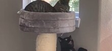 Разум чёрных котов находится за пределами человеческого понимания