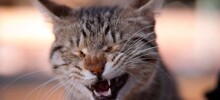 Разнообразие кошачьих звуков