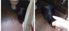 Обычное домашнее животное в Польше