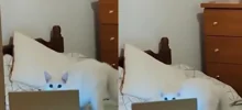 Очень занятой кот