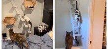 Любитель кошек «котифицировал» свой дом