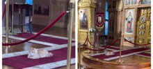 Пушистый церковный работник