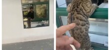 Кот пришёл за шаурмой