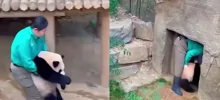 Забавный рабочий эпизод сотрудницы центра, где разводят панд