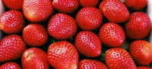 Лесная любительница клубники